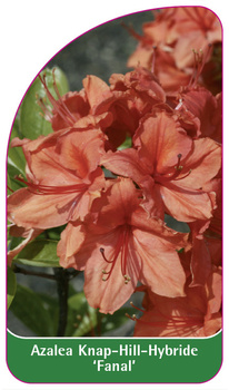 Azalea Knap-Hill-Hybride 'Fanal'