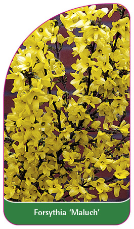 Forsythia 'Maluch'