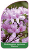 Rhododendron  kiusianum 'Alpinum'