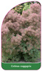 Continus coggygria