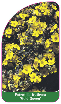 Potentilla fruticosa 'Golden Queen'