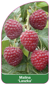 Malina 'Laszka'