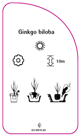 Ginkgo biloba