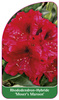 Rhododendron-Hybride 'Moser's Maroon'