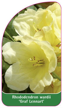 Rhododendron wardii 'Graf Lennart'
