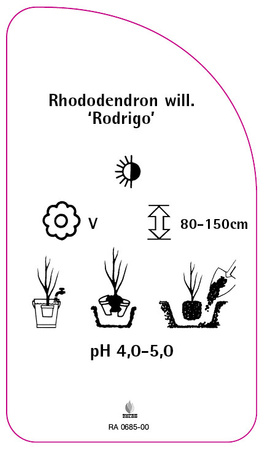 Rhododendron williamsianum 'Rodrigo'