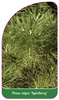 Pinus nigra 'Spielberg'
