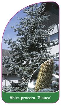 Abies procera 'Glauca'