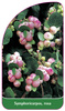 Symphoricarpos, rosa