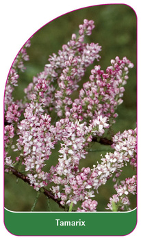 Tamarix