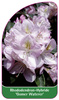 Rhododendron-Hybride 'Gomer Waterer'