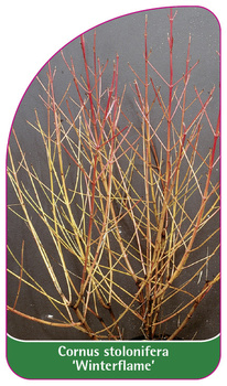 Cornus stolonifera 'Winterflame'