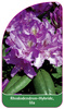 Rhododendron-Hybride, lila