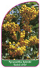 Pyracantha hybride 'Soleil d'Or'