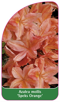 Azalea mollis 'Speks Orange'