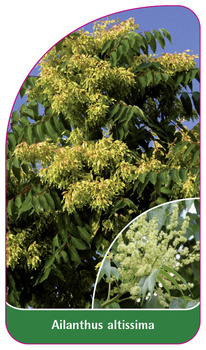 Ailanthus altissima