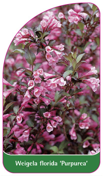 Weigela florida 'Purpurea'