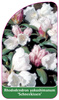 Rhododendron yakushimanum 'Schneekissen'