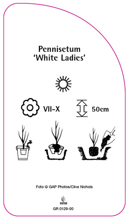 Pennisetum 'White Ladies'