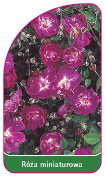 Róza miniaturowa