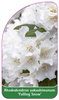 Rhododendron yakushimanum 'Falling Snow'