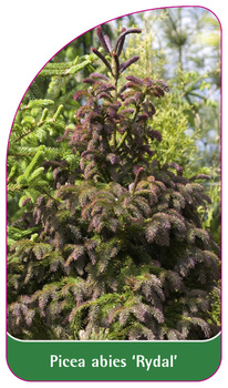 Picea abies 'Rydall'