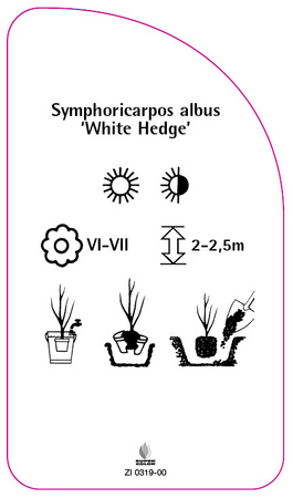 Symphoricarpos albus "Gard viu alb