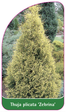 Thuja plicata 'Zebrina'