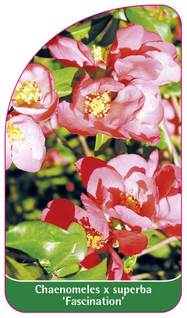 Chaenomeles x superba 'Fascination'