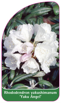 Rhododendron yakushimanum 'Yaku Angel'