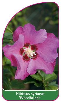 Hibiscus syriacus 'Woodbridge'