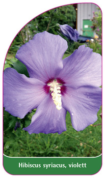 Hibiscus syriacus, violett