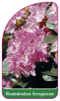 Rhododendron ferrugineum