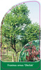 Fraxinus ornus 'Obelisk'