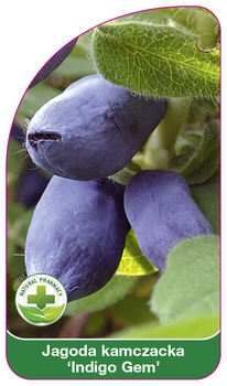 Kamchatka berry 'Indigo Gem'