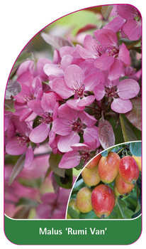 Malus 'Rumi Van'