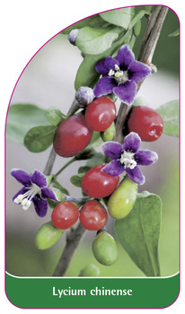 Lycium chinense