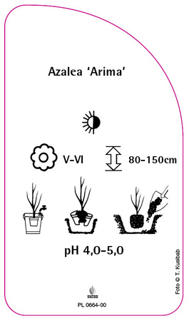 Azalea 'Arima'