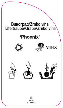 Winorośl 'Phoenix'
