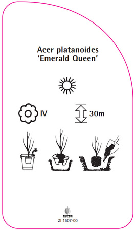 Acer platanoides 'Emerald Queen'