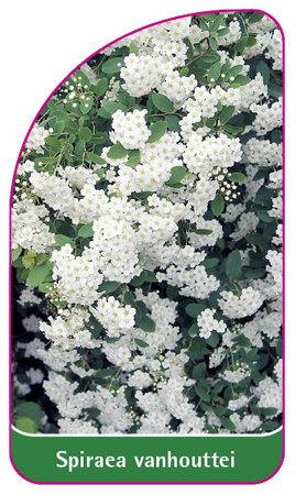 Spiraea vanhouttei