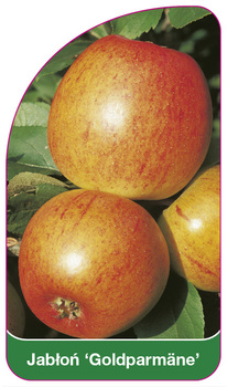 Jabłoń 'Goldparmäne'