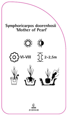 Symphoricarpos doorenbosii 'Mother of Pearl'