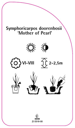 Symphoricarpos doorenbosii 'Mama de perle'