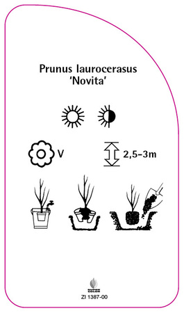 Prunus laurocerasus 'Novita'