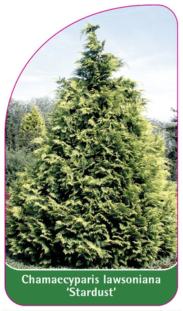 Chamaecyparis Iawsoniana "Stardust