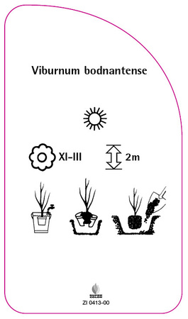 Viburnum bodnantense