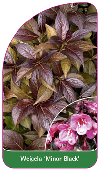 Weigela 'Minor Black'