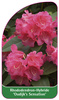 Rhododendron-Hybride 'Oudijk's Sensation'