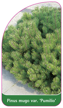 Pinus mugo var. 'Pumilio'